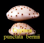 Cypraea punctata ile maurice